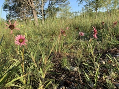 Echinacea tennesseensis