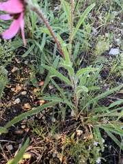 Echinacea tennesseensis