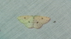 Cyclophora albipunctata