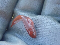 Pink Brotula photo 1