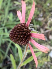 Echinacea tennesseensis
