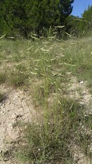 Bouteloua pectinata