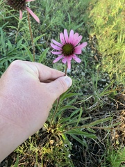 Echinacea tennesseensis