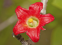 Brachychiton bidwillii