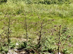 Cirsium vinaceum