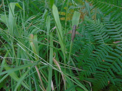 Pachytrachis gracilis