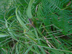 Pachytrachis gracilis