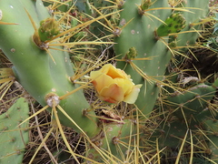 Opuntia stricta