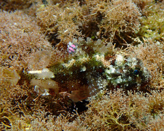 Spineblotch Scorpionfish photo 3