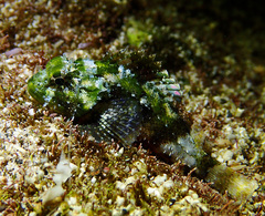 Spineblotch Scorpionfish photo 2