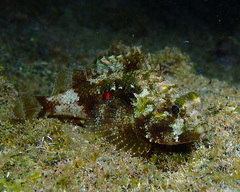 Spineblotch Scorpionfish photo 1