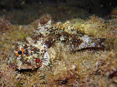 Spineblotch Scorpionfish photo 4
