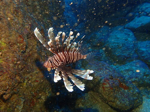 Lionfish