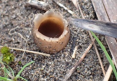Peziza austrogeaster