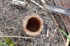 Peziza austrogeaster