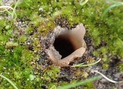 Peziza austrogeaster