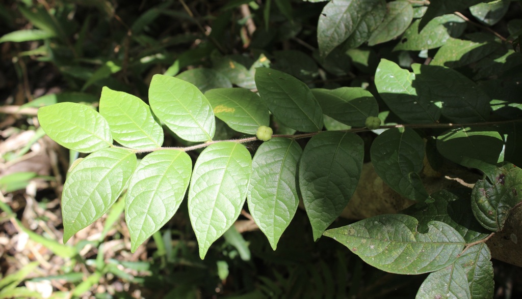 Glochidion luzonense