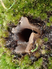 Peziza austrogeaster