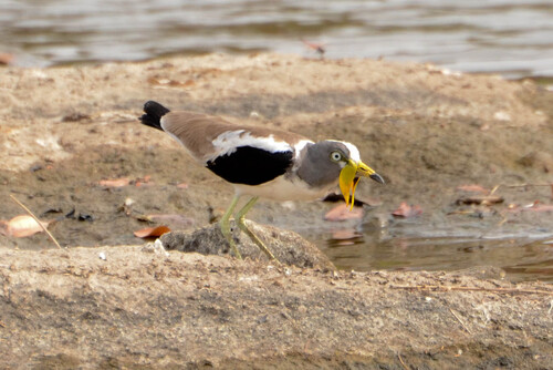 Wattled Lapwing