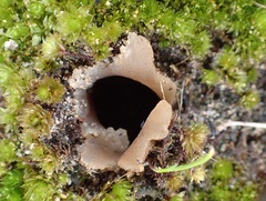 Peziza austrogeaster