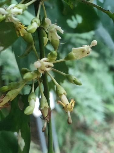 Aidia canthioides (Aidia canthioides)