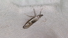 Platytes alpinella