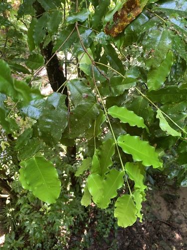 Syzygium hedraiophyllum, 2025-04-03