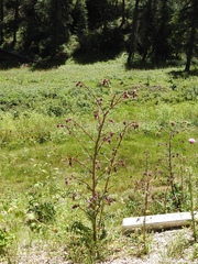 Cirsium vinaceum