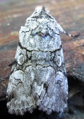 Sympistis chionanthi