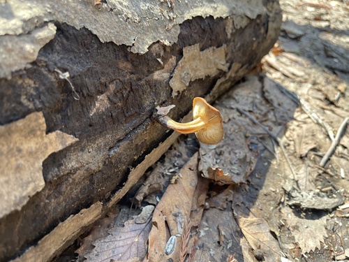 Flammulina velutipes