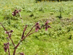 Cirsium vinaceum