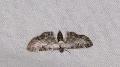 Eupithecia succenturiata