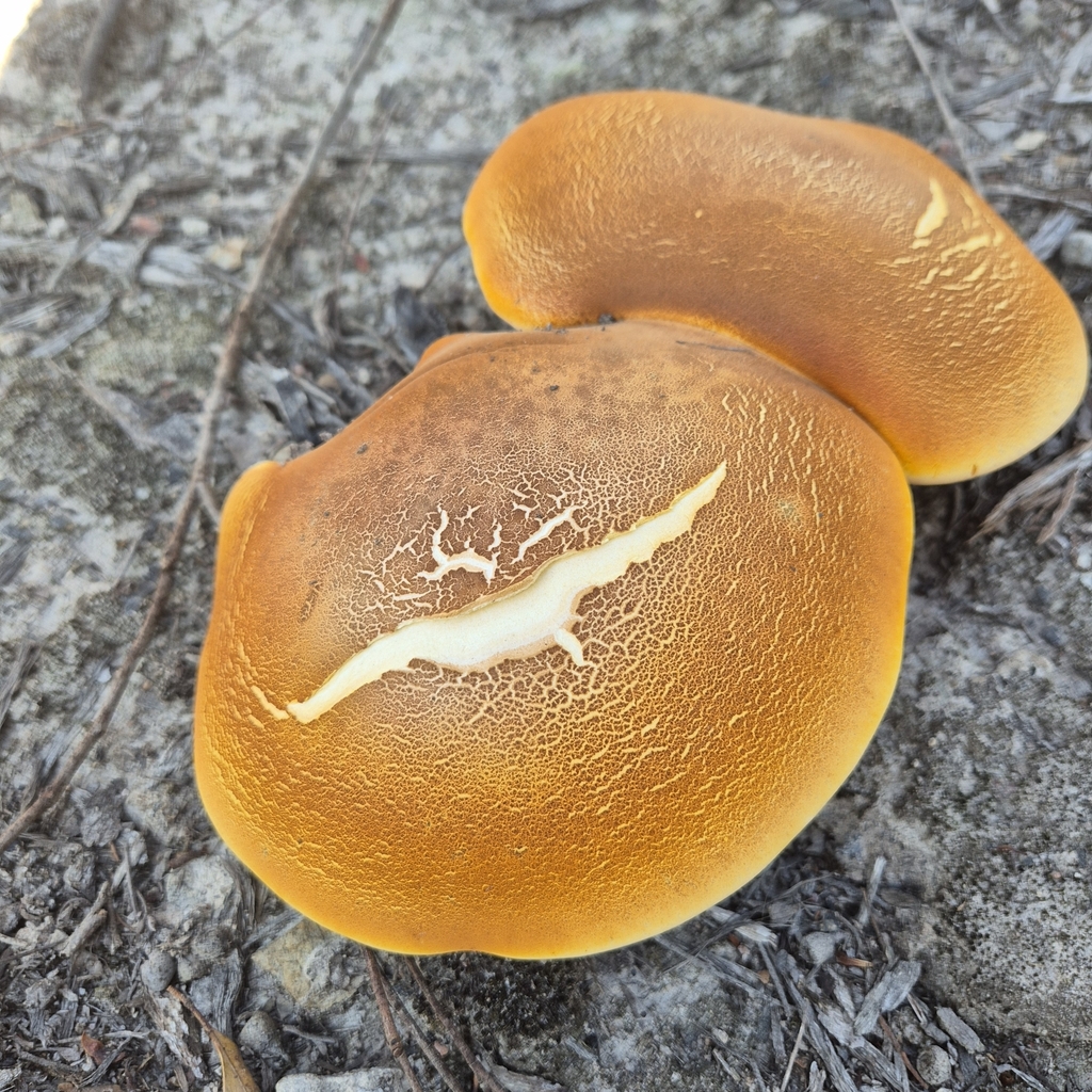 Fomitopsis hartmannii · April 2025 · photo: © pel56 (iNaturalist, cc0)