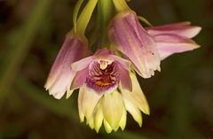 Eulophia cernua