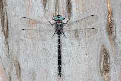 Austroaeschna parvistigma