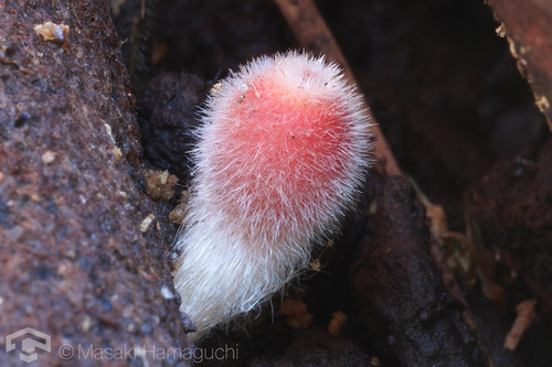 Microstoma macrosporum