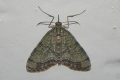 Episteira nigrilinearia