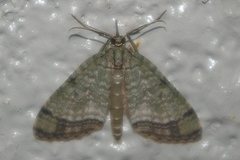 Episteira nigrilinearia