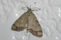 Episteira nigrilinearia