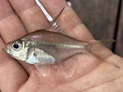 Glass Perch photo 3