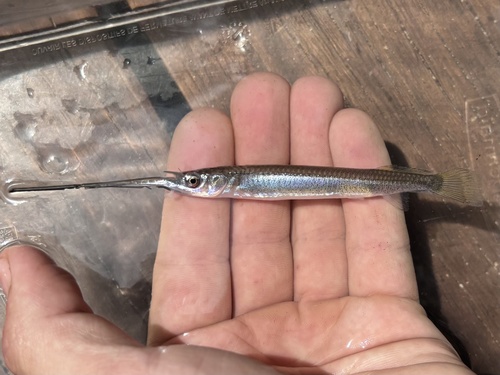 New Guinea halfbeak (Zenarchopterus novaeguineae) — Zenarchopteridae