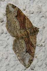 Xanthorhoe hortensiaria