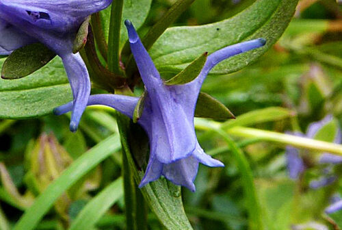 spurred gentian
