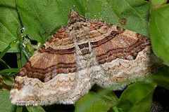 Xanthorhoe hortensiaria