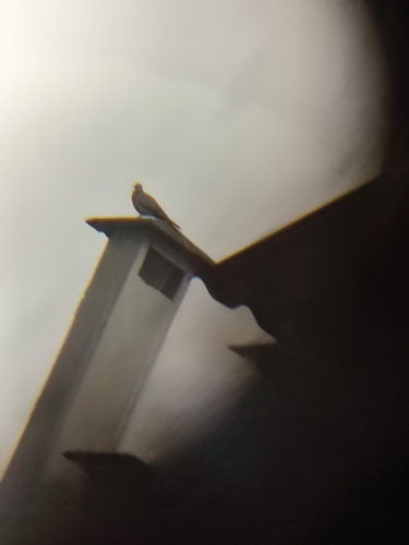 Spotted Dove