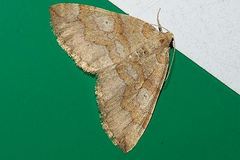 Idiotephria evanescens