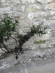 Solanum laxum