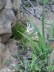 Nemesia cheiranthus