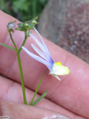 Nemesia cheiranthus