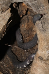 Cylindrophis ruffus